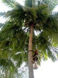 escalando o coqueiro